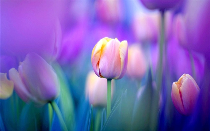 Tulip Flowers-HD Photo Wallpaper Vistas:9364