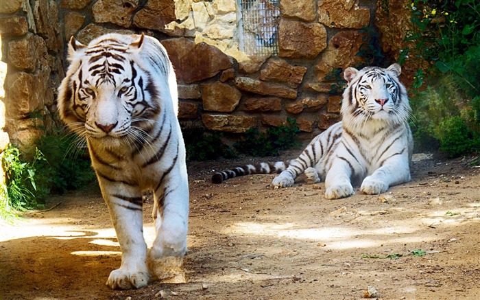 White Tiger-Photo HD Wallpaper Views:9582 Date:2014/10/12 19:05:07