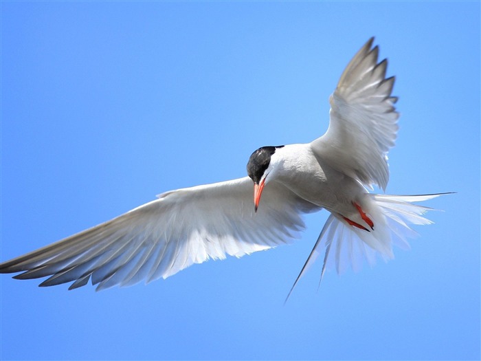 Wild Bird Flying-Photo HD Wallpaper Views:7289 Date:2014/10/12 19:05:54