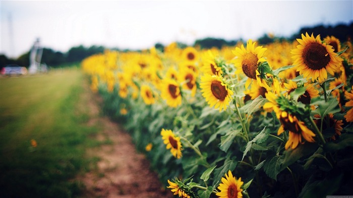 Yellow Sunflower-HD Photo Wallpaper Views:13845 Date:2014/10/27 7:54:48