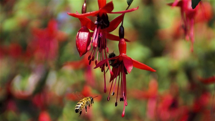 bee and flower-HD Photo Wallpaper Views:8569 Date:2014/10/27 7:44:48