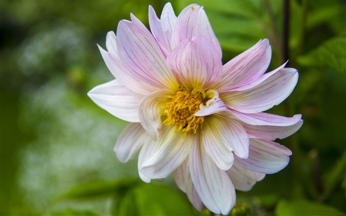 decent daisy-HD Photo Wallpaper Views:8795 Date:2014/10/27 7:45:39