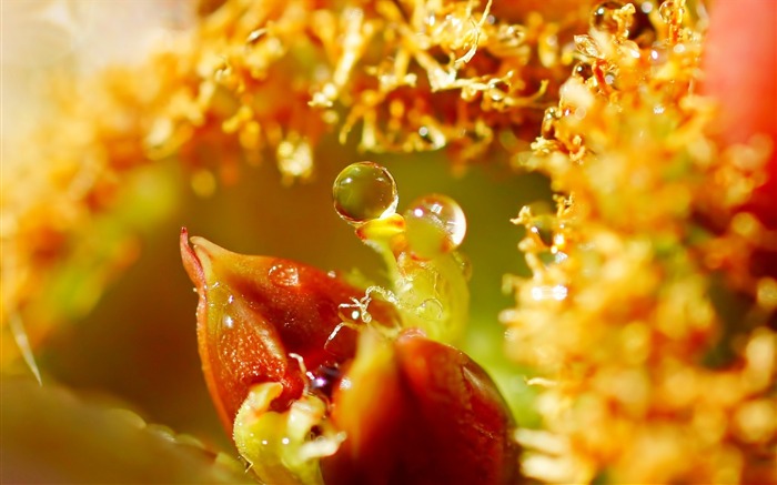 gotas de flores macro-HD papel tapiz de pantalla ancha Vistas:6649