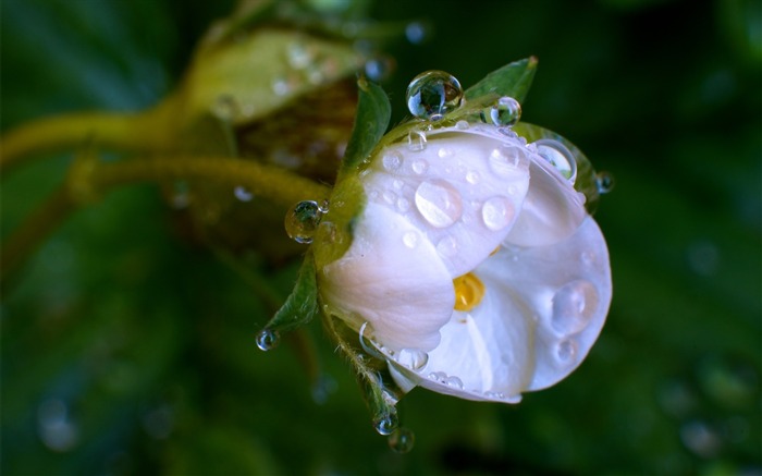 macro gotas flor-HD pantalla ancha Vistas:7890