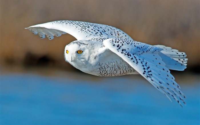 owl predator bird flying-Photo HD Wallpaper Views:11889 Date:2014/10/12 19:00:18