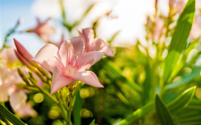 fleur rose de fleur-HD fonds d'écran Vues:8173