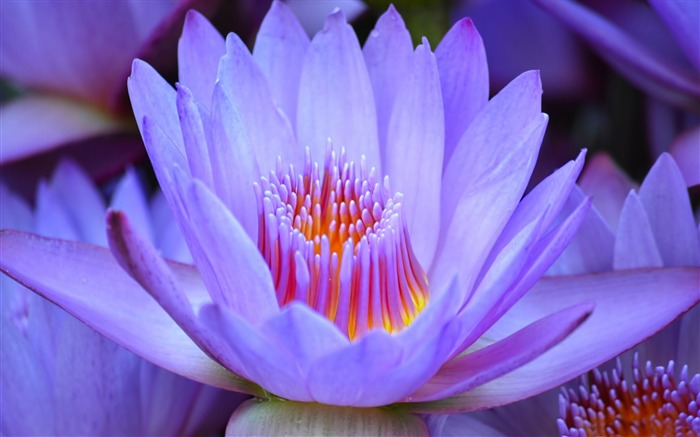 purple lotus-HD Photo Wallpaper Views:13299 Date:2014/10/27 7:47:21