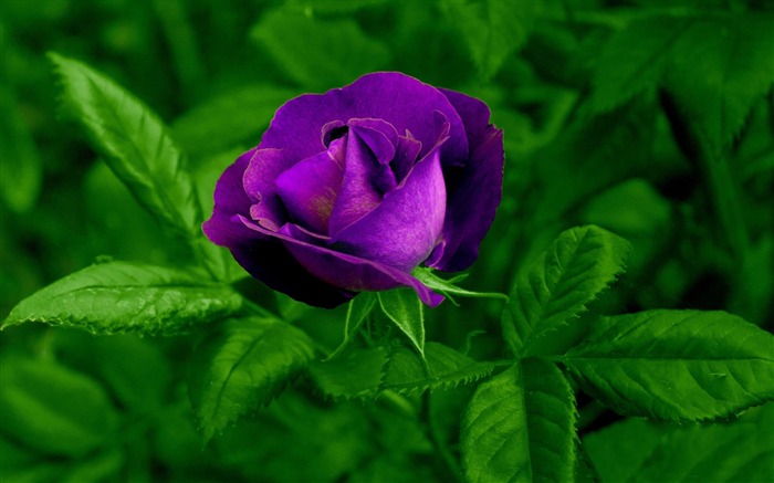 fleurs rose violettes-HD fonds d'écran Vues:14774