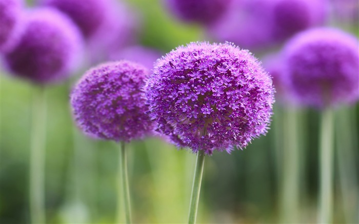 purple symphony-HD Photo Wallpaper Views:8148 Date:2014/10/27 7:52:33