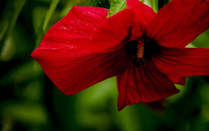 rojo llama-HD Photo Wallpaper Vistas:8625