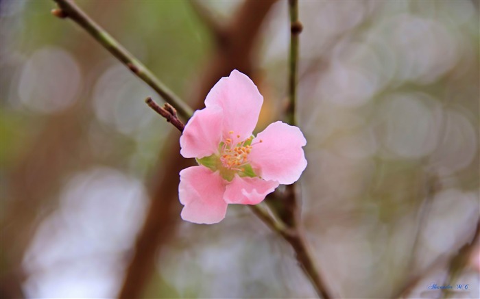 vietnamese peach blossom-HD Photo Wallpaper Views:8175 Date:2014/10/27 7:56:44