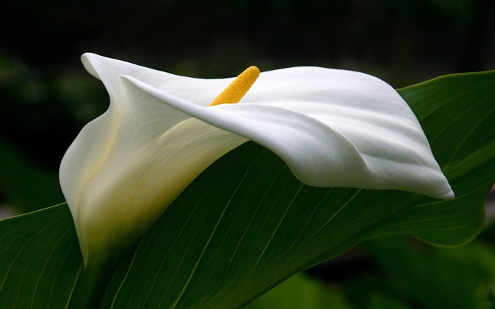 blanc Calla Lily-HD fonds d'écran Vues:9571