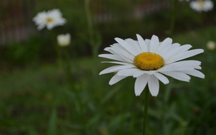 white flower-HD Photo Wallpaper Views:7118 Date:2014/10/27 7:57:45