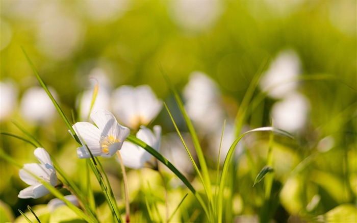 flores blancas meadow-HD Photo Wallpaper Vistas:7501