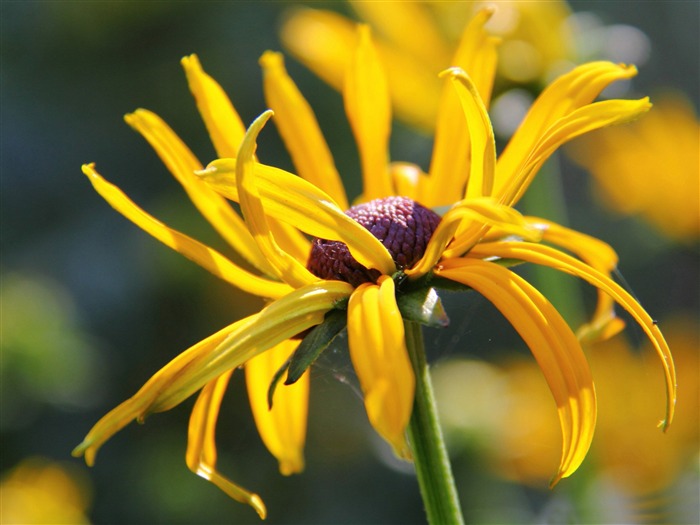 fleur jaune-HD fonds d'écran Vues:6709