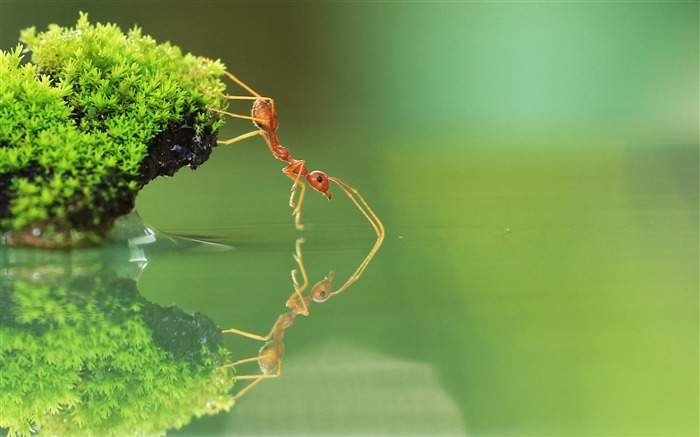 Boire Ant eau-Haute qualité Fonds d'écran Vues:11367