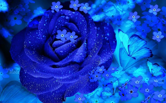 Papéis de Parede de alta qualidade Blue Rose-2014 Visualizações:25499