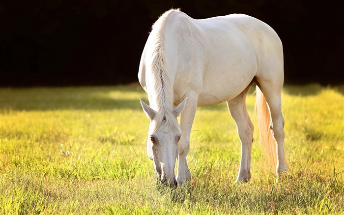 Papéis de Parede de fotos bonitas de cavalo-animal branco Visualizações:9833