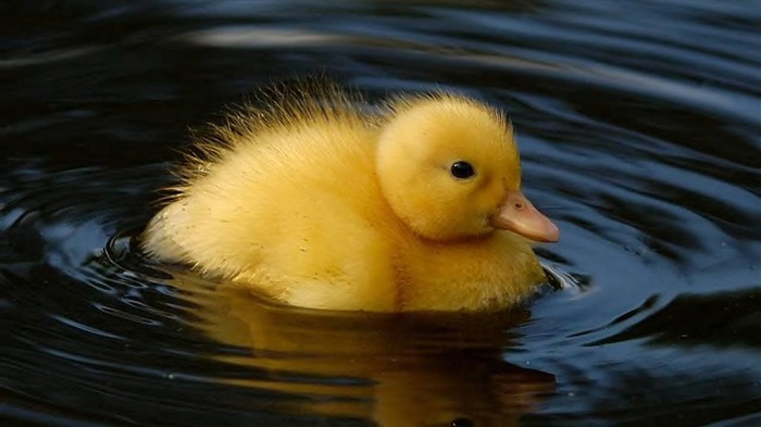 Cute Baby Duck-Animal fondo de pantalla HD Vistas:18817