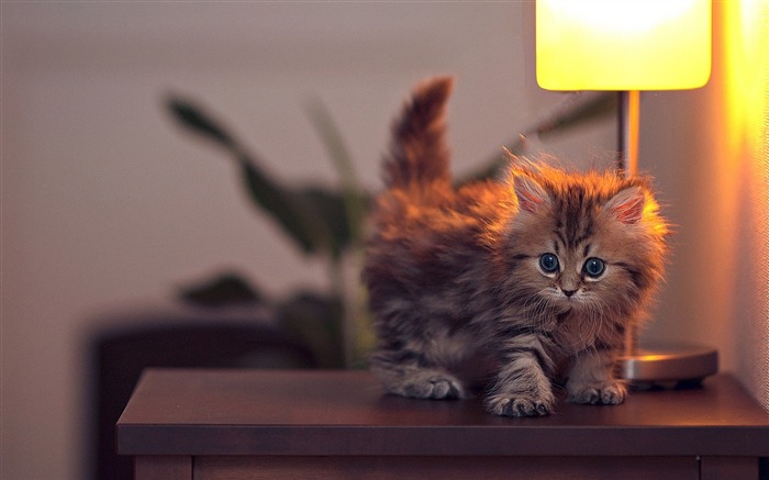 Cute Kitten On Table-High quality wallpaper Views:6861 Date:2014/11/27 8:24:24