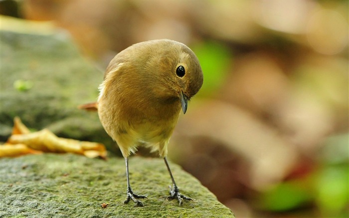 Cute Little Bird-Animal fondo de pantalla HD Vistas:8529