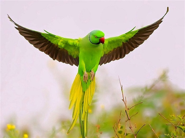 Flying Green Parrot-Animal fondo de pantalla HD Vistas:10887