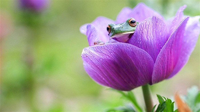 Frog On Purple Flower-2014 papel de parede de alta qualidade Visualizações:7349