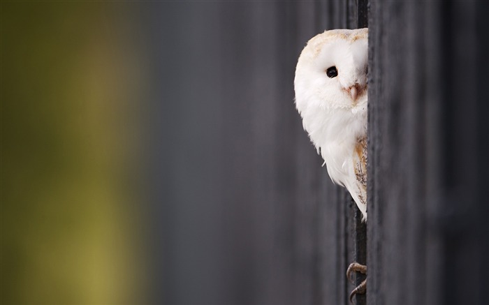 Funny White Owl-Animal HD Fondos de escritorio Vistas:15878