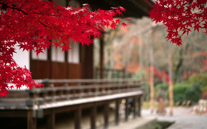 Japanese Autumn Leaves-HD Desktop Wallpaper Views:15044 Date:2014/11/2 2:29:45