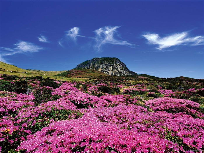 Jeju Island Korea Life Landscape foto Papéis de Parede 03 Visualizações:13081