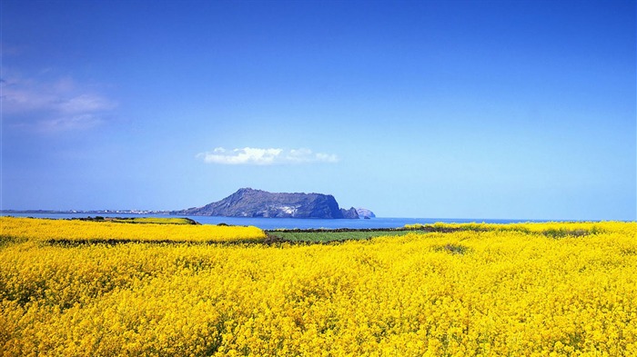 Ilha de Jeju Coréia Paisagem de vida foto Wallpaper 16 Visualizações:12498