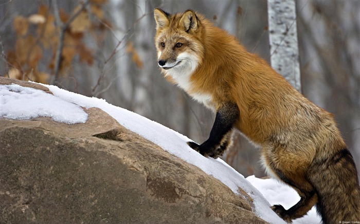 Minnesota Red Fox-Windows 10 HD Fond d'écran Vues:13269