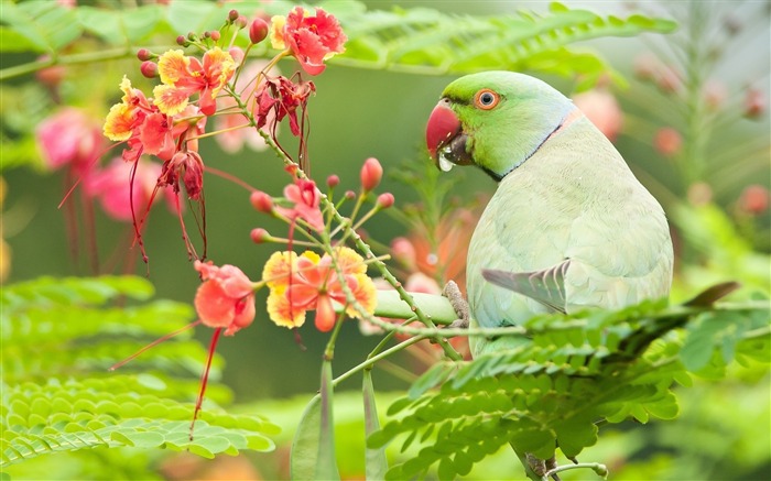 Parrot Bird en Tree-Animal fondo de pantalla HD Vistas:8392