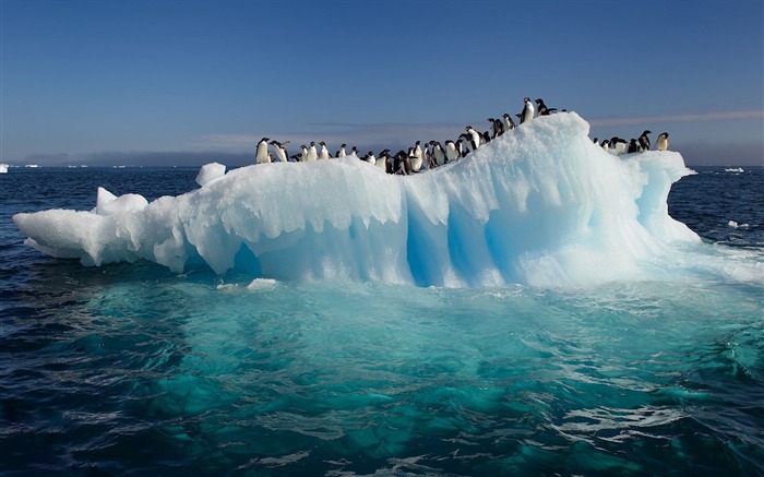 Pingüinos en hielo-Animal fondo de pantalla HD Vistas:8831