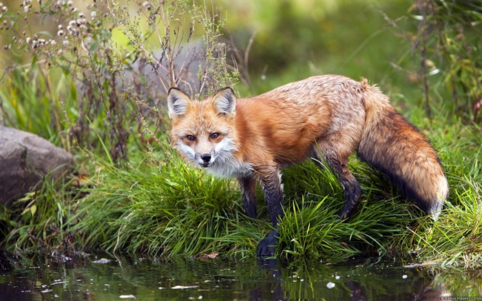 Red Fox-Windows 10 fondo de pantalla HD Vistas:16215