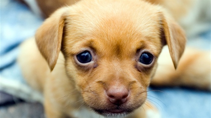 Sad Puppy Face-Animal fondo de pantalla HD Vistas:12503