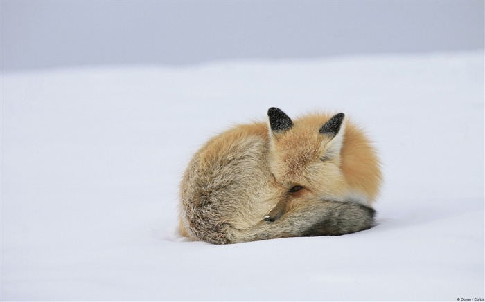 Nieve roja fox-Windows 10 fondo de pantalla HD Vistas:16562