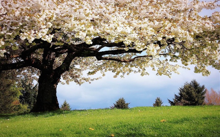 Spring Flower Tree-HD Desktop Wallpaper Views:16097 Date:2014/11/2 2:31:22