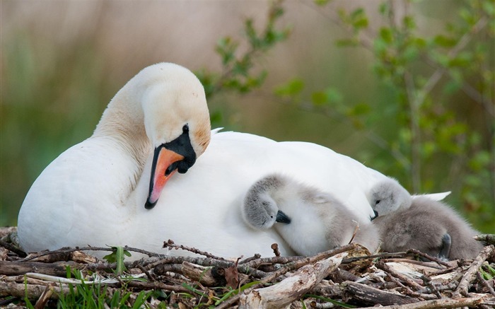 Fondo de pantalla de Swan With Babies-Animal en HD Vistas:7915