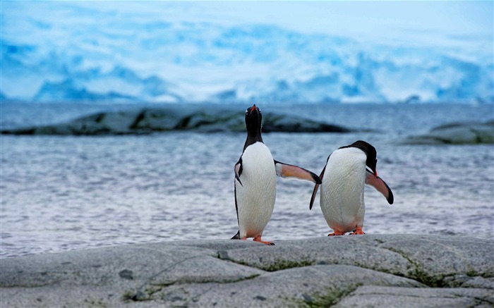 Fondo de pantalla de dos pingüinos-Animal HD Vistas:7785