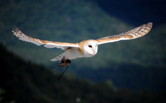 White Owl Flying-Animal fondo de pantalla HD Vistas:11403