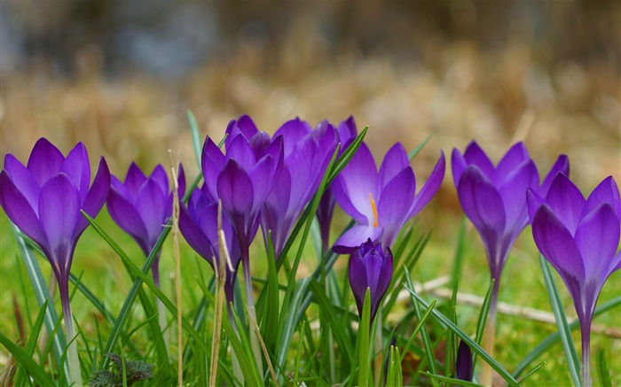 um monte de crocus - papel de parede de alta qualidade 2014 Visualizações:7238