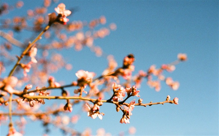 almond blossoms-High quality wallpaper Views:9637 Date:2014/11/27 8:04:50