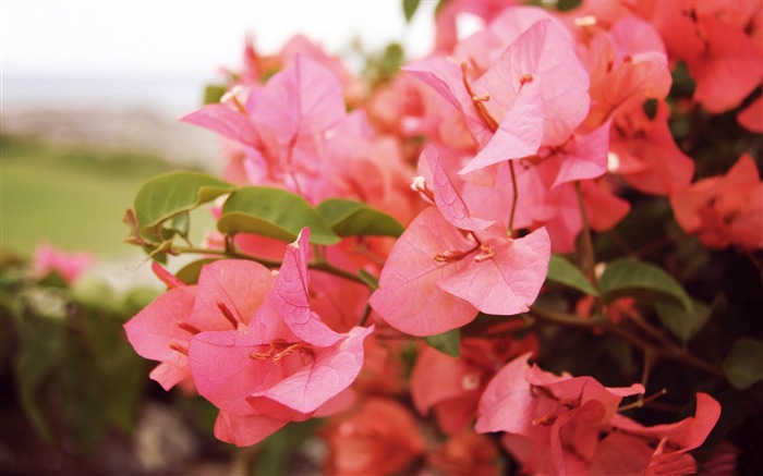 Papel de parede de alta qualidade Bougainvilleas in Kapalua-2014 Visualizações:7693