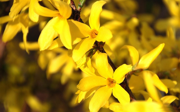 papel de parede de alta qualidade flor forsythia-2014 Visualizações:7808