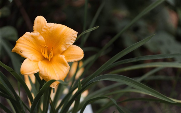 papel de parede de laranja flor de lily flor-2014 de alta qualidade Visualizações:6622