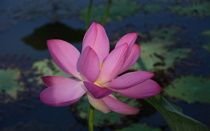 Papel de parede de cor-de-rosa lotus flor-2014 de alta qualidade Visualizações:7409