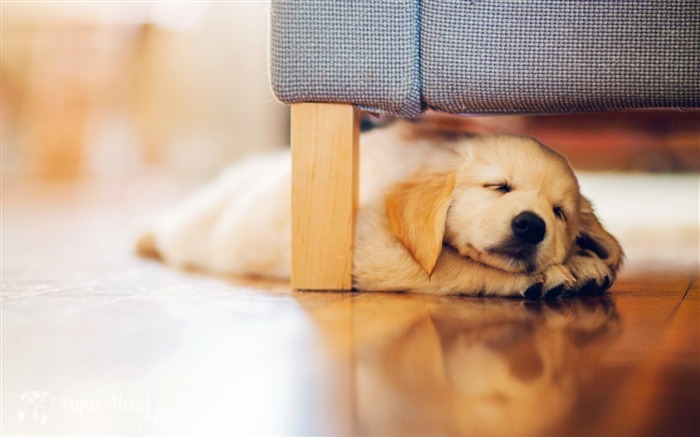 Descanso de filhote de cachorro restante - Papéis de Parede de fotografias animais Visualizações:13702