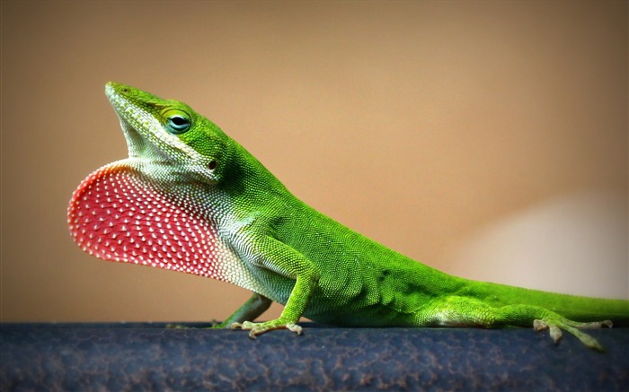 joven lagarto-Animal fondo de pantalla HD Vistas:7707