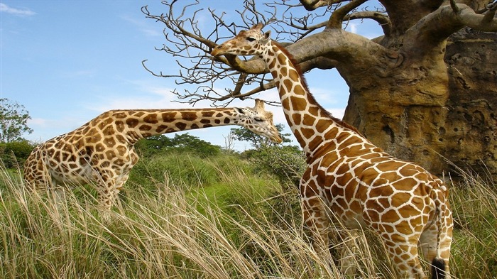 African Giraffe-High Quality HD Wallpaper Views:9101 Date:2014/12/24 7:15:14